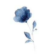 blue rose