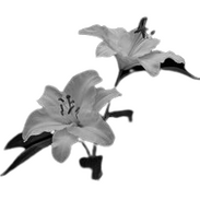 white flower